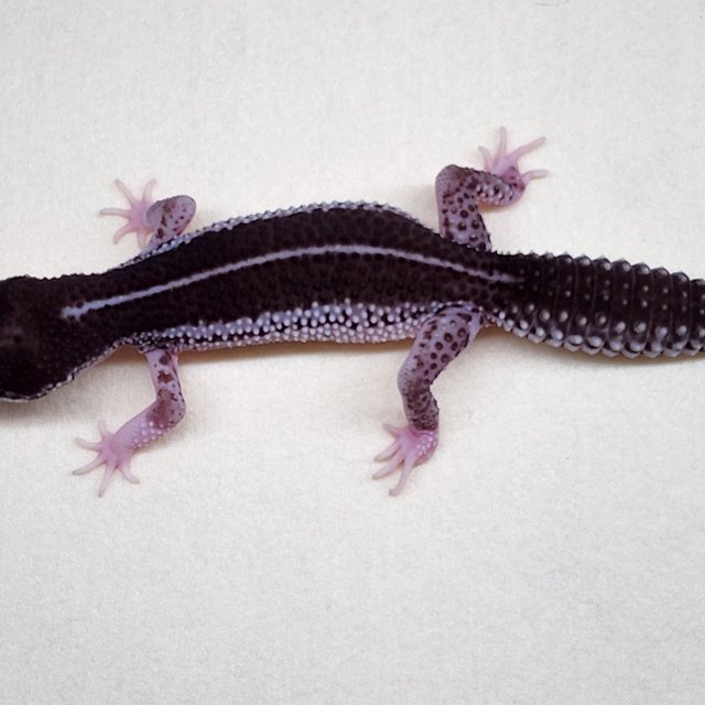 슈퍼스노우 블랙나이트