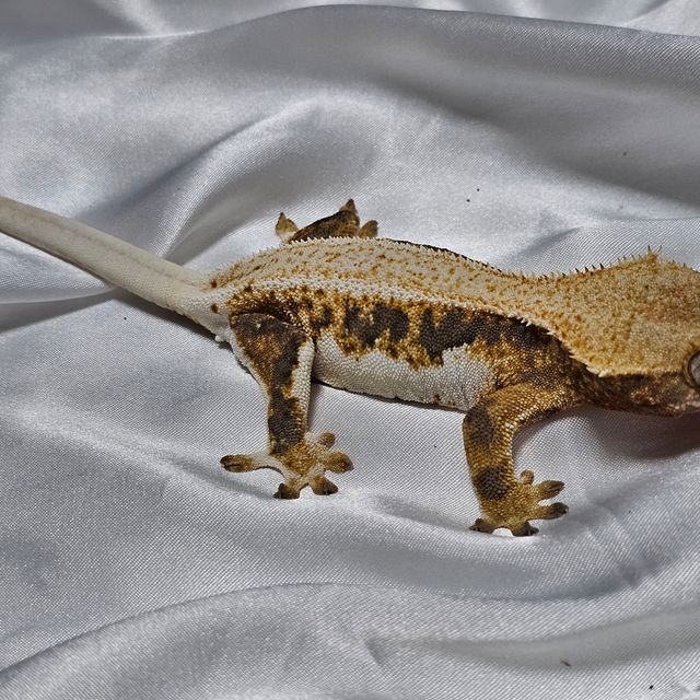릴리화이트 트라이
