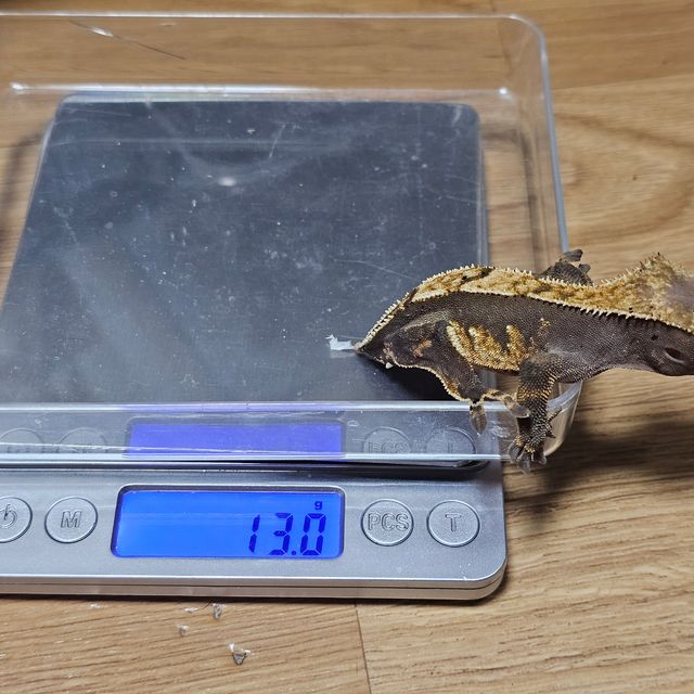 노멀 할리퀸 다크 블랙