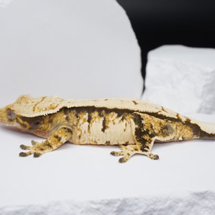 트라이 익스트림할리퀸