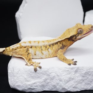 익스트림할리퀸 트라이 드리피 화이트스팟