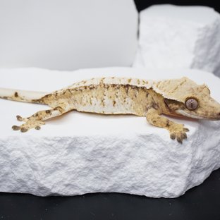 트라이 익스트림할리퀸 화이트스팟 드리피