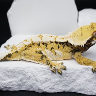 익스트림할리퀸 트라이