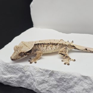 트라이 드리피 화이트스팟