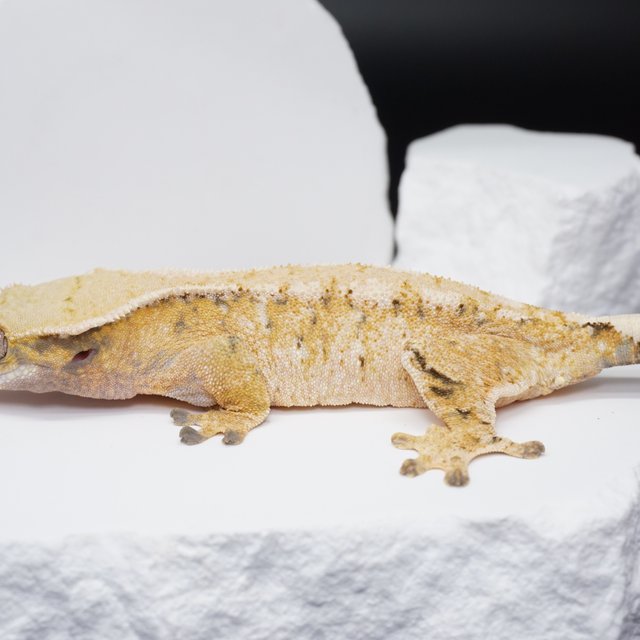 트라이 익스트림할리퀸 화이트스팟 드리피