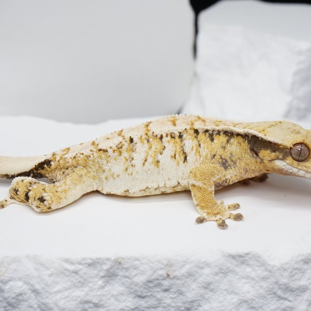 노멀 화이트 트라이