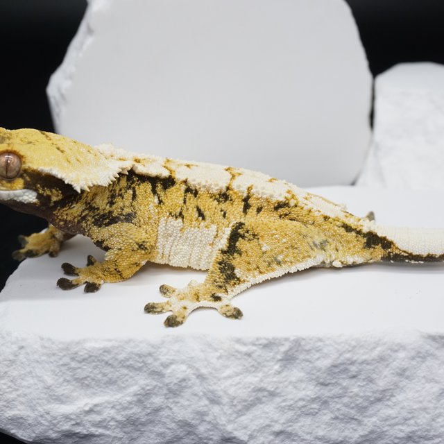 익스트림할리퀸 트라이