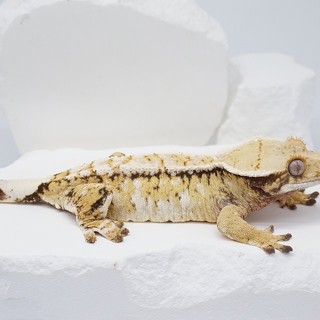 화이트스팟 화이트크라운 트라이 익스트림할리퀸 노멀