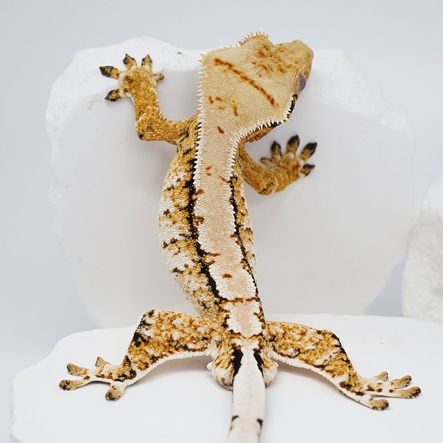 화이트 텐저린 트라이 노멀