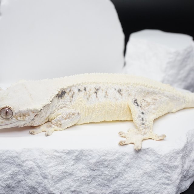 릴리화이트 솔리드백