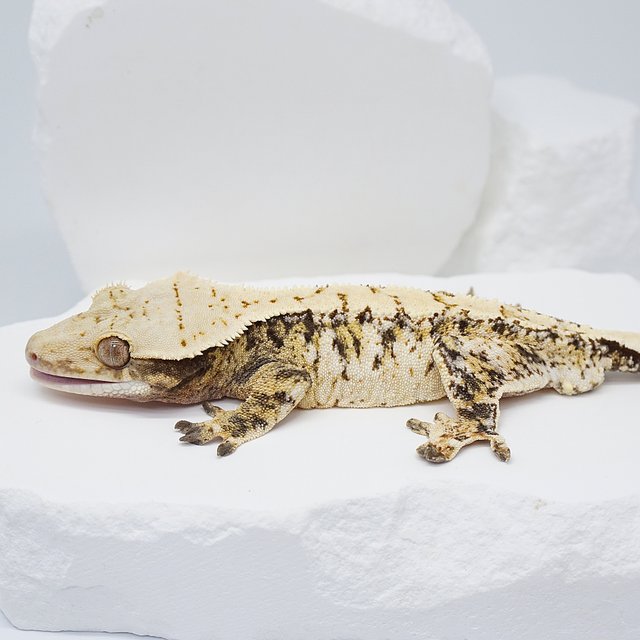 드리피 화이트 트라이 익스트림할리퀸 노멀