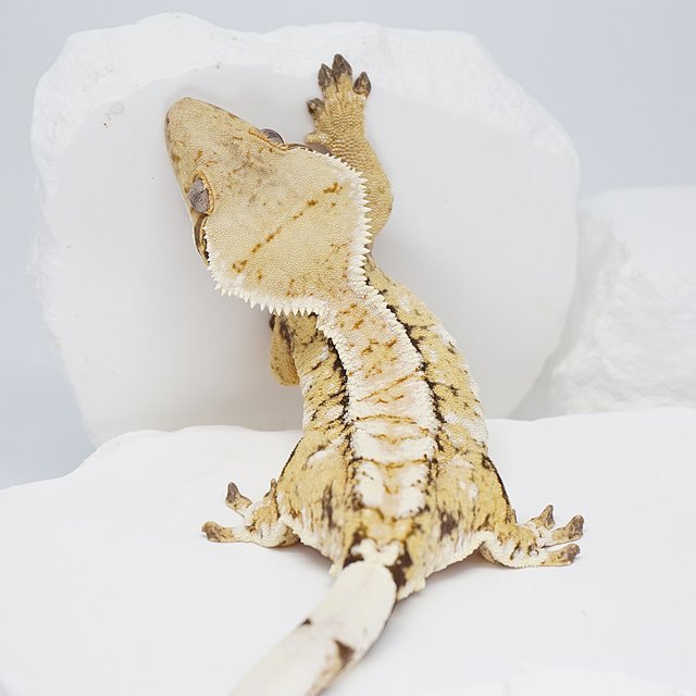 화이트스팟 화이트크라운 트라이 익스트림할리퀸 노멀