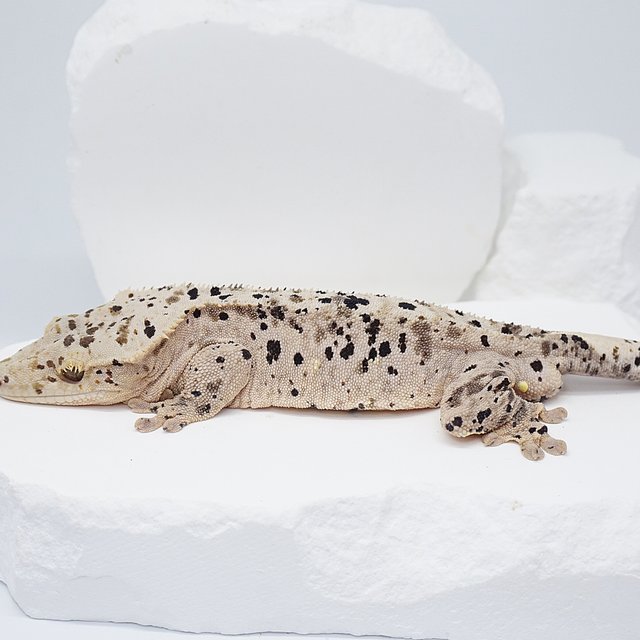 슈퍼달마시안 달마시안