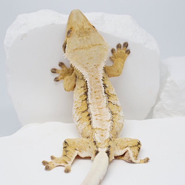 드리피 트라이 익스트림할리퀸 노멀