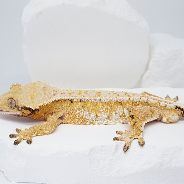 텐저린 핀스트라이프 드리피 트라이 노멀