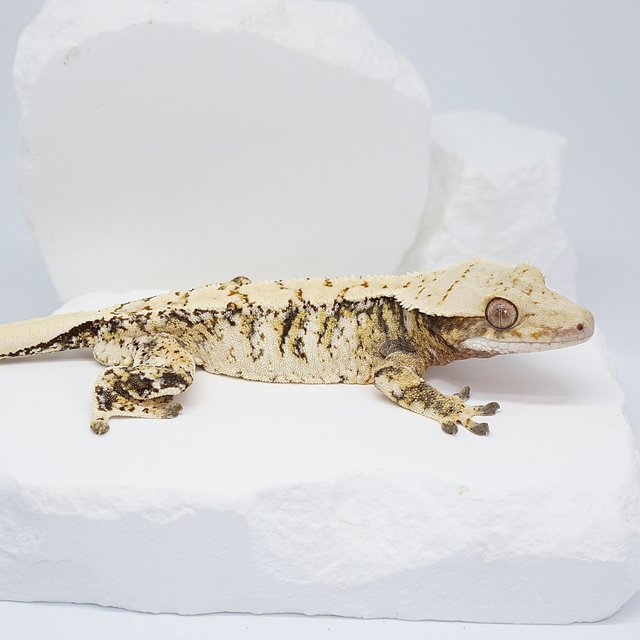 드리피 화이트 트라이 익스트림할리퀸 노멀