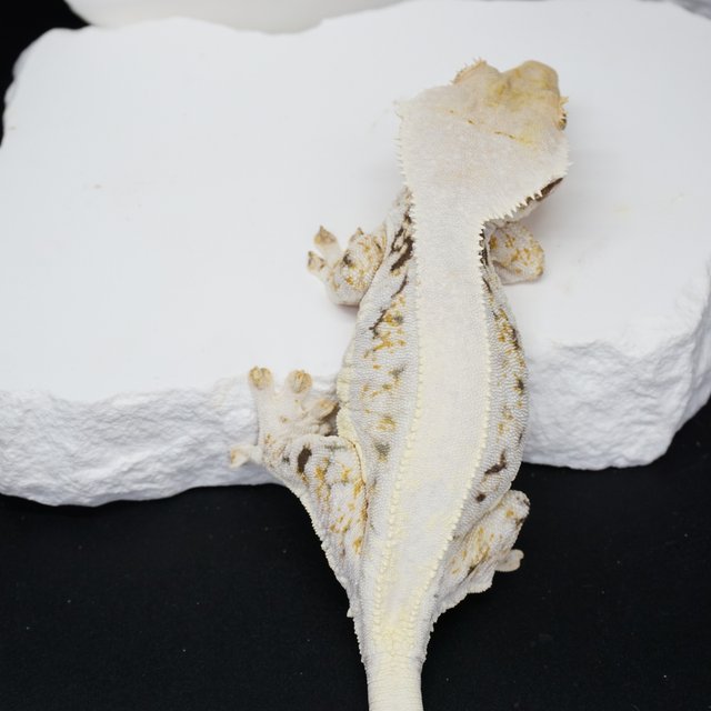 릴리화이트 솔리드백