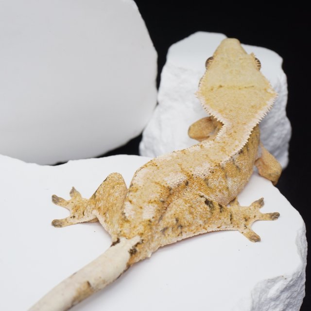 트라이 익스트림할리퀸 화이트스팟 드리피