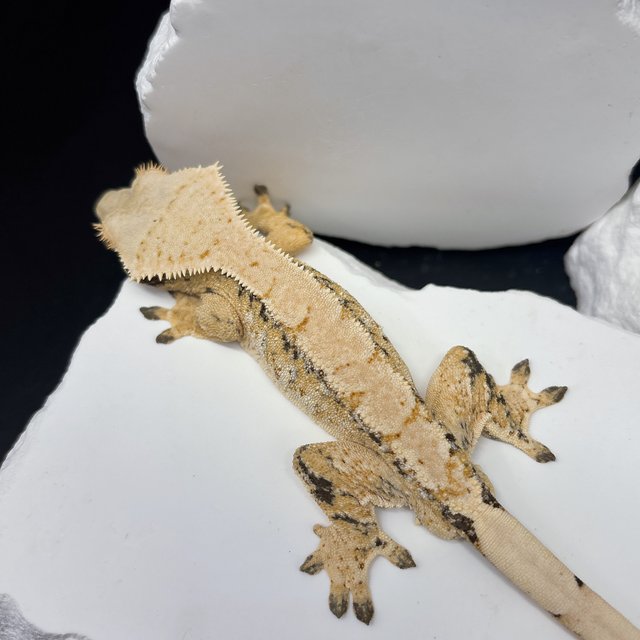 트라이 드리피 화이트스팟