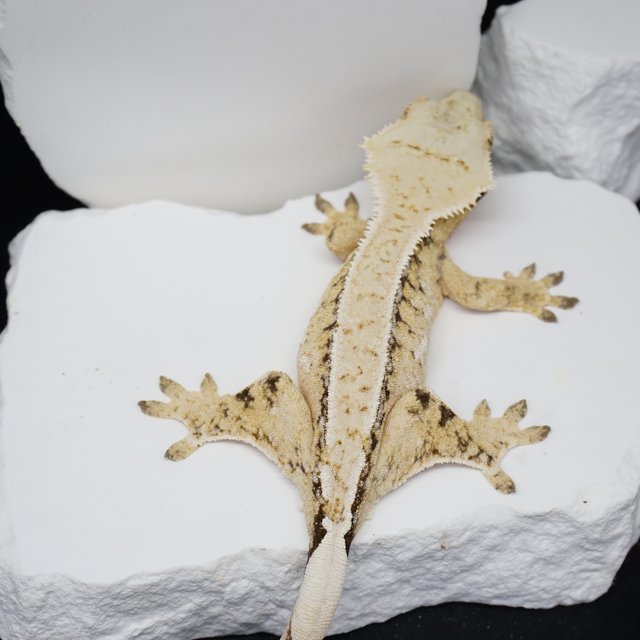 트라이 드리피 화이트스팟 노멀