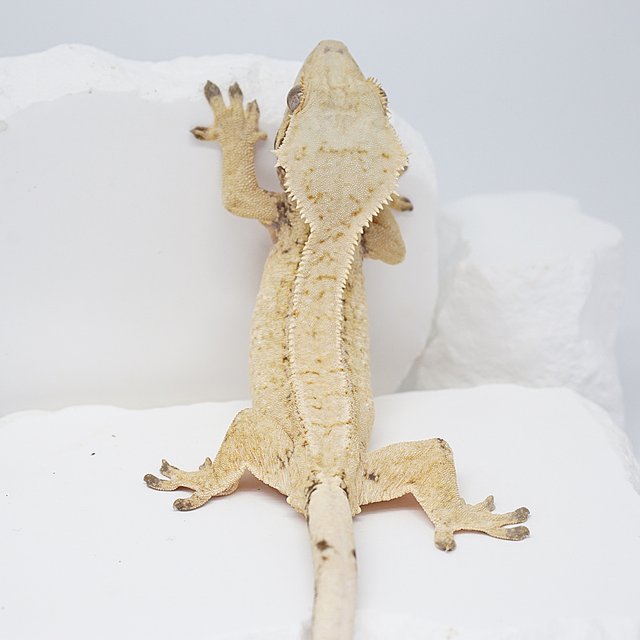 드리피 트라이 노멀