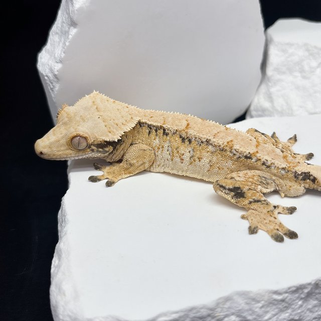 트라이 드리피 화이트스팟