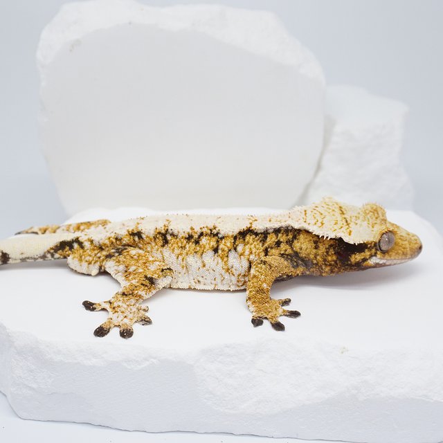 트라이 익스트림할리퀸 화이트스팟 노멀