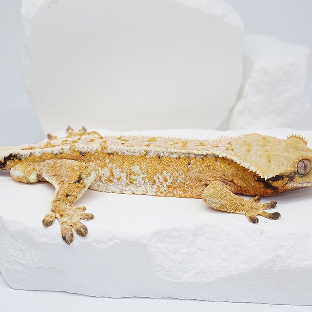 텐저린 핀스트라이프 드리피 트라이 노멀