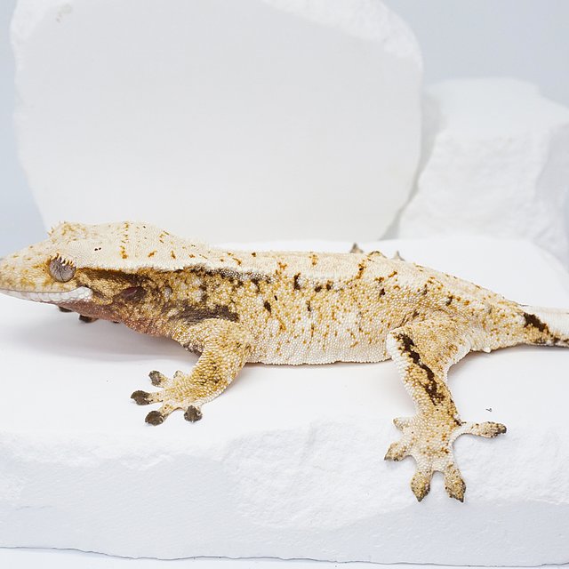 트라이 화이트스팟 노멀