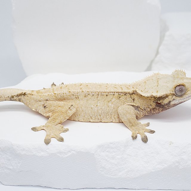 드리피 트라이 노멀