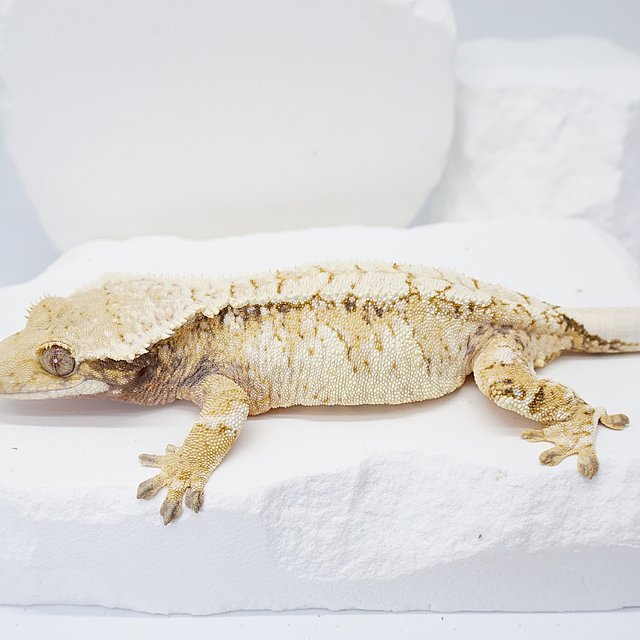 노멀 드리피 트라이