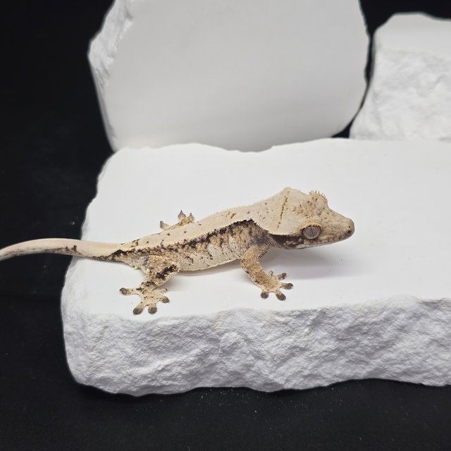 트라이 드리피 화이트스팟