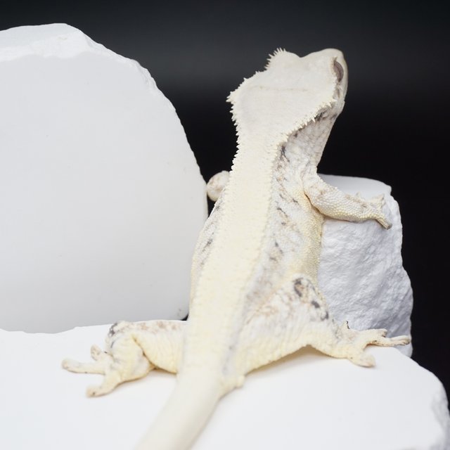 릴리화이트 솔리드백