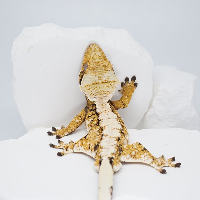 트라이 익스트림할리퀸 화이트스팟 노멀