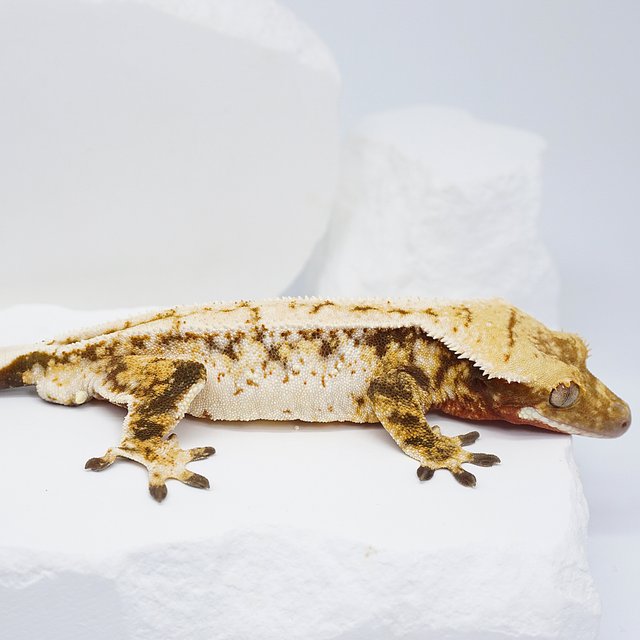 드리피 화이트스팟 트라이