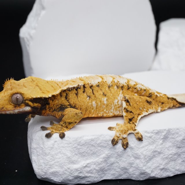 트라이 익스트림할리퀸 텐저린