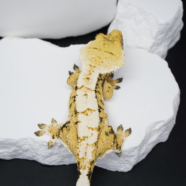 익스트림할리퀸 트라이