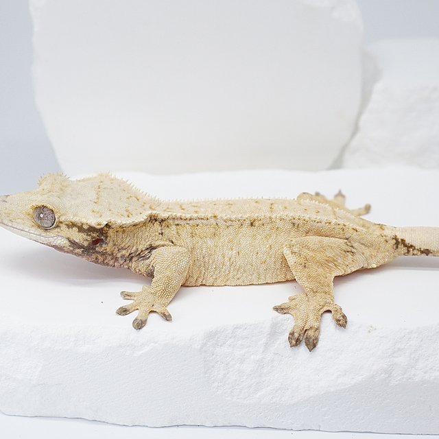 드리피 트라이 노멀