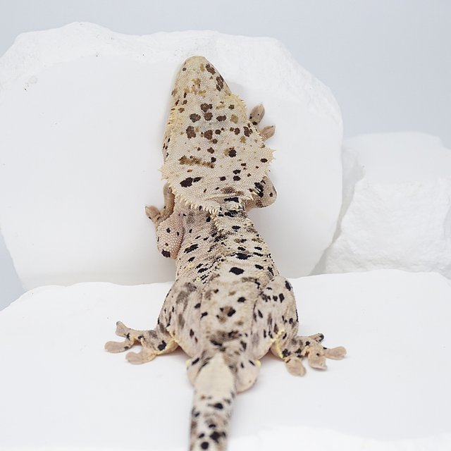 슈퍼달마시안 달마시안