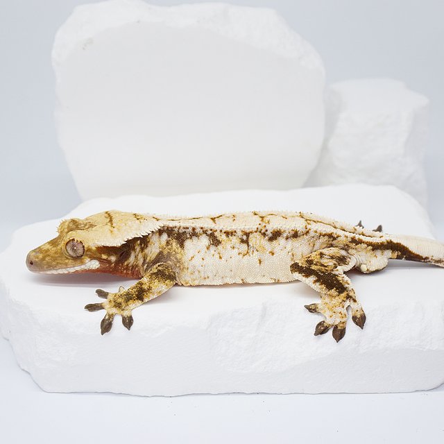 드리피 화이트스팟 트라이