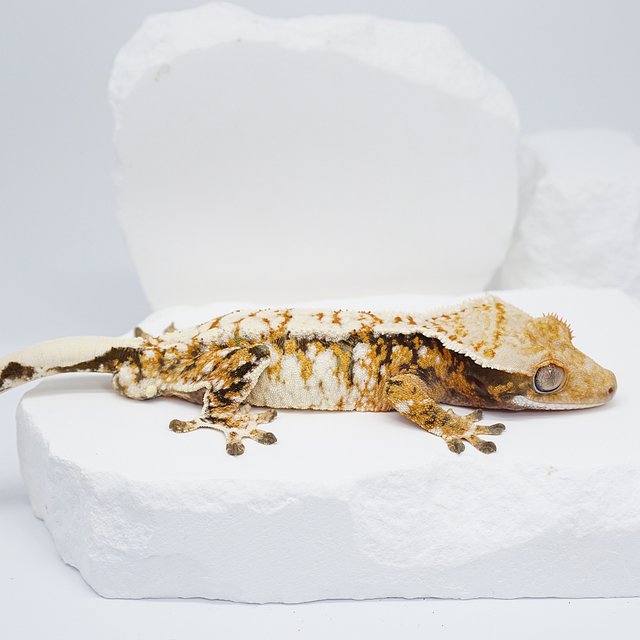 텐저린 화이트스팟 화이트크라운 트라이