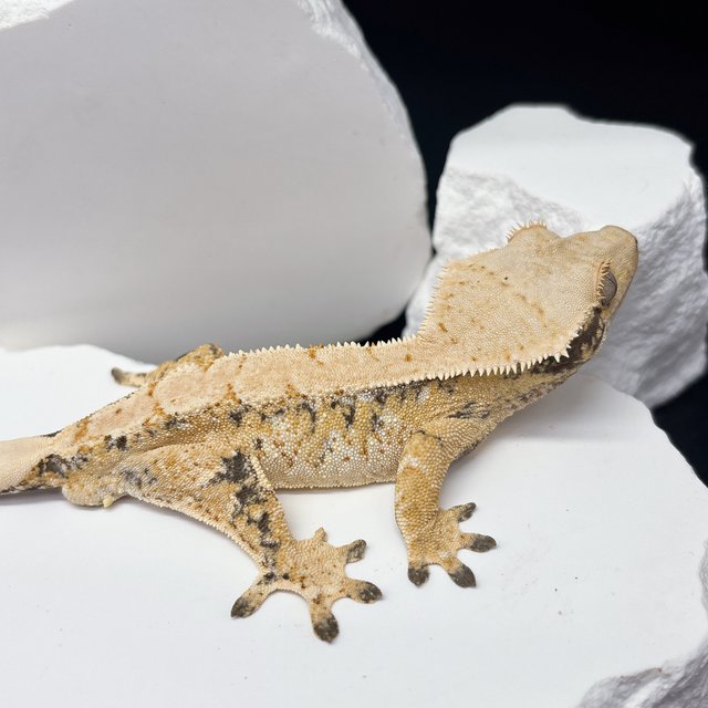 트라이 드리피 화이트스팟