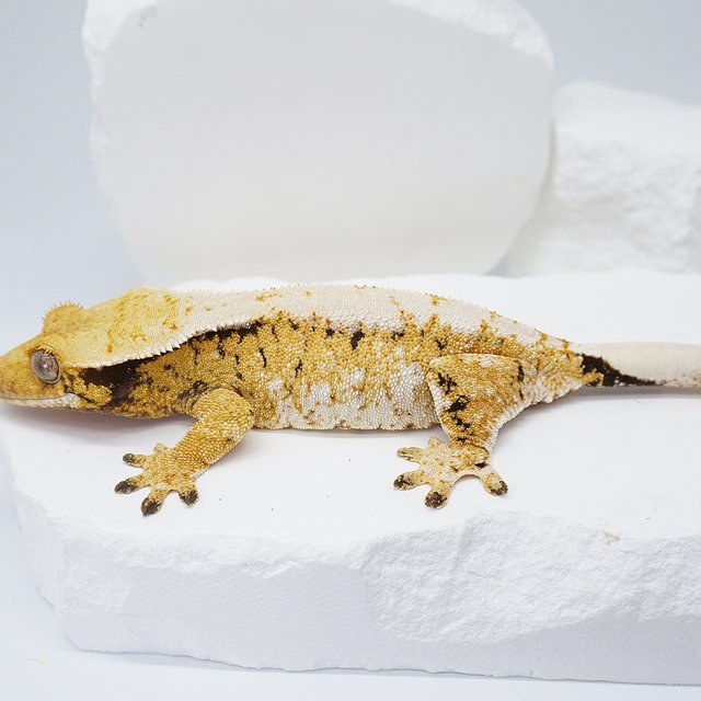 트라이 익스트림할리퀸 솔리드백