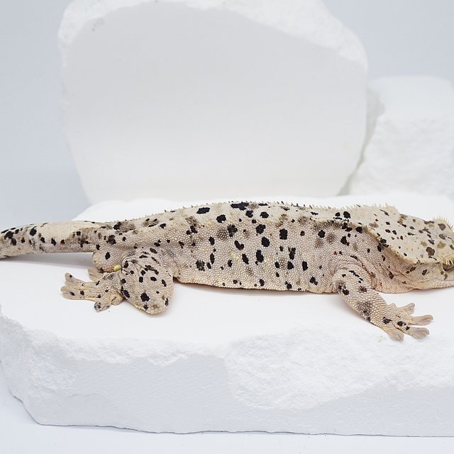 슈퍼달마시안 달마시안