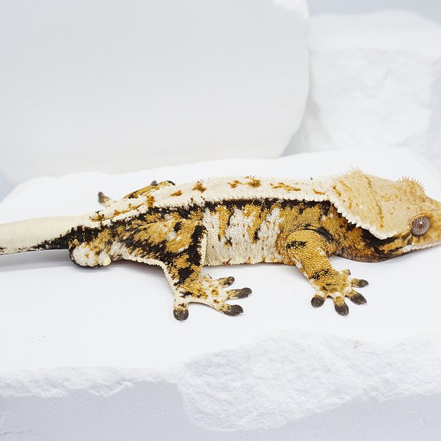 텐저린 트라이 화이트 노멀