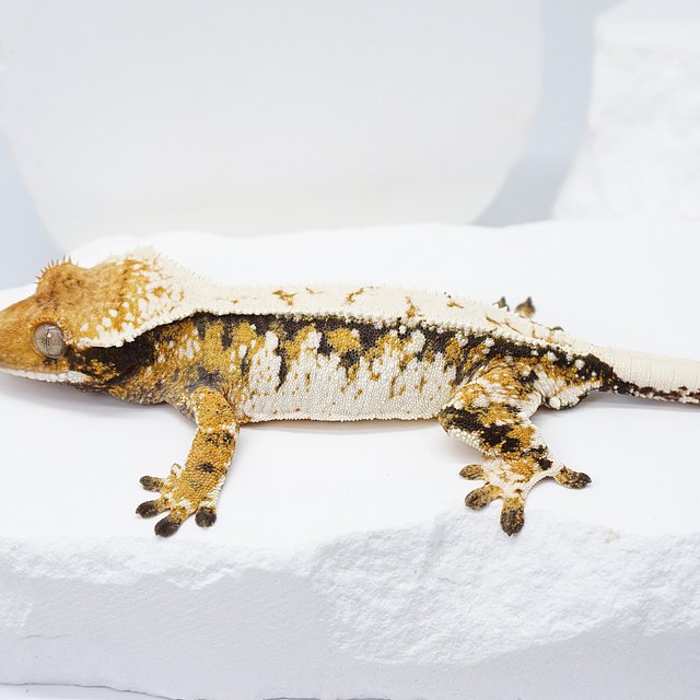 드리피 화이트 트라이 익스트림할리퀸 노멀