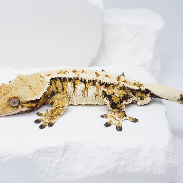 텐저린 트라이 화이트 노멀