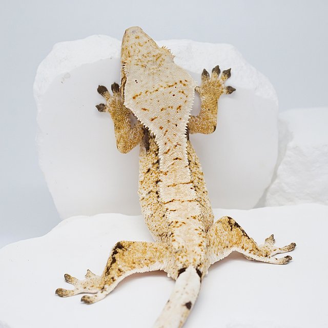 트라이 화이트스팟 노멀