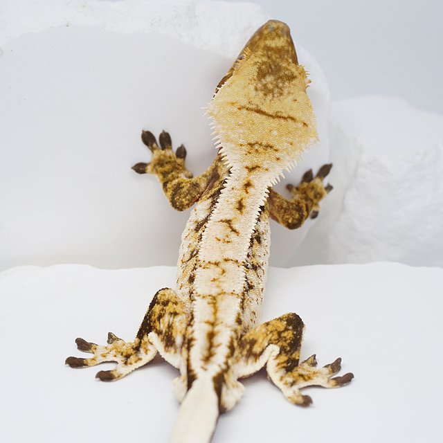 드리피 화이트스팟 트라이