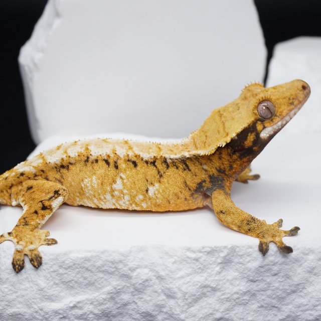 트라이 익스트림할리퀸 텐저린